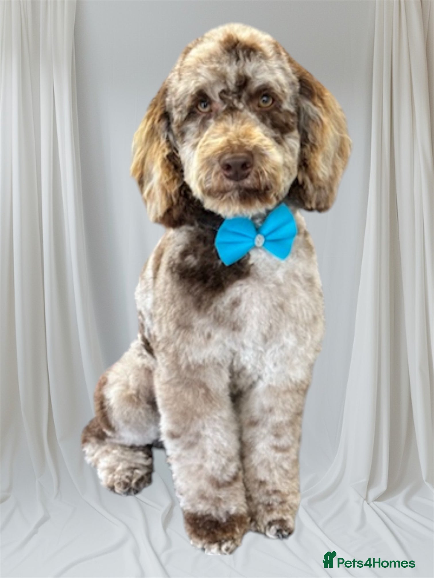Miniature Poodle dogs Chocolate Merle Miniature Poodle Stud in Prudhoe - Advert 10