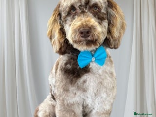 Miniature Poodle dogs in Prudhoe - Advert 13