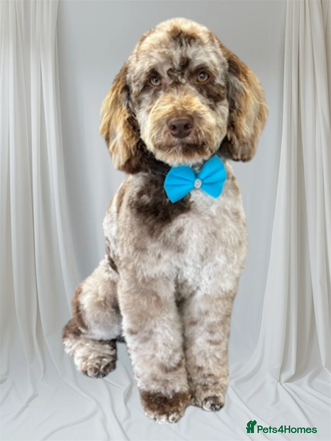 Miniature Poodle dogs for stud: Chocolate Merle Miniature Poodle Stud in Prudhoe - Advert 1