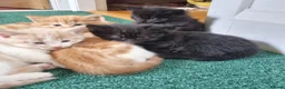 Domestic Shorthair cats for sale: Lovely kittens short and longhair  - Advert 15