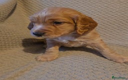 Cocker Spaniel dogs for sale: Beautiful cocker spaniel pups - Image 2