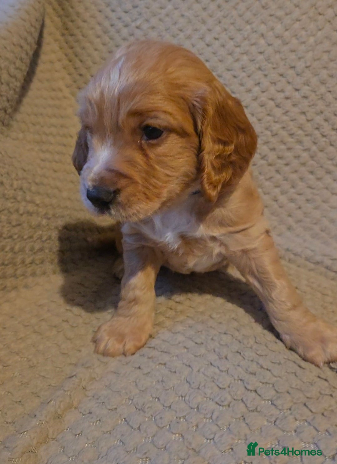 Cocker Spaniel dogs for sale: Beautiful cocker spaniel pups - Image 2