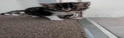 Mixed Breed cats for sale: Gorgeous kittens - Advert 5