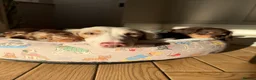 Miniature Dachshund dogs for sale:  Chocolate long hair dapples  - Advert 2
