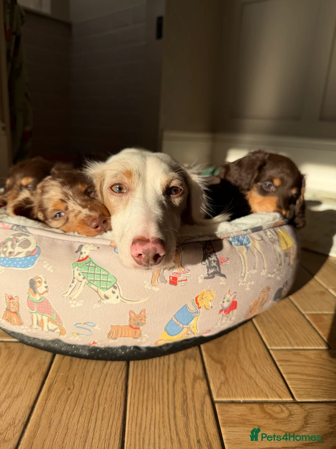 Miniature Dachshund dogs for sale:  Chocolate long hair dapples  - Advert 2