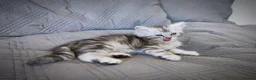 Siberian cats for sale: 🐾 Stunning Siberian cross Maine Coon Kittens 🐾 - Advert 24
