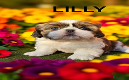 Shih Tzu dogs for sale: 💕🐶💕 STUNNING SHIH TZU 💕🐶💕 - Image 11