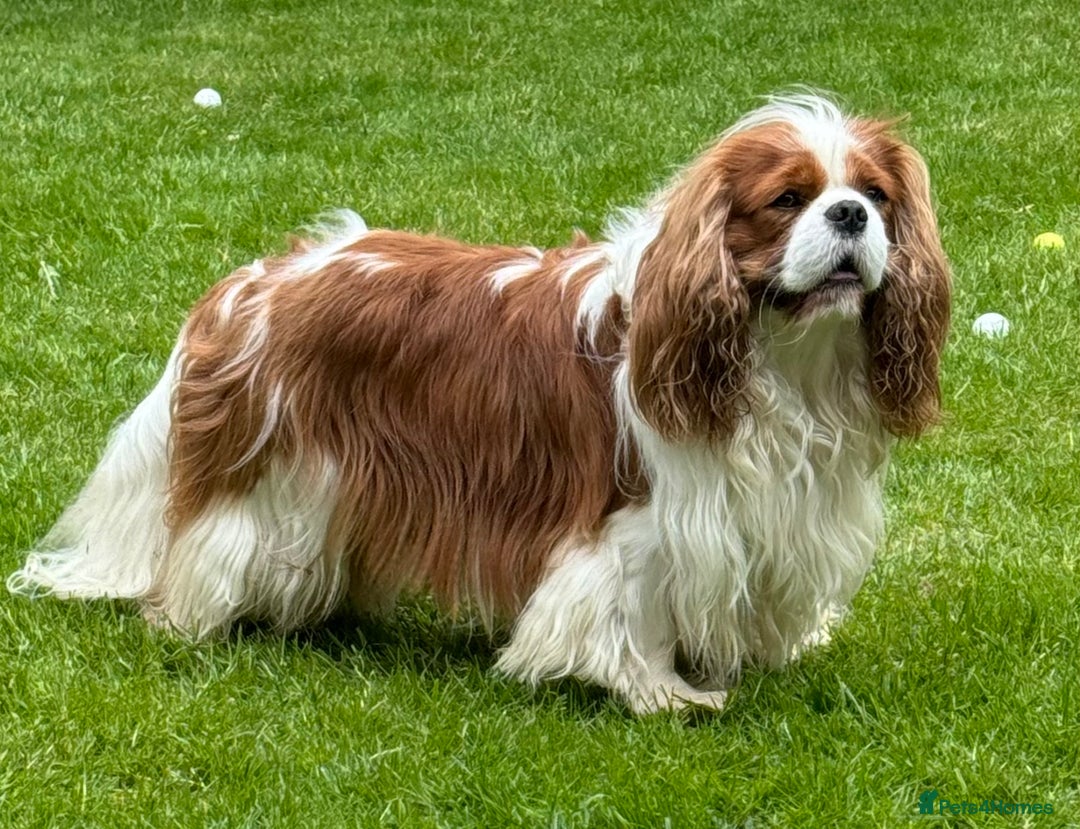 Cavalier King Charles Spaniel dogs for stud: KC CAVALIER KING CHARLES FOR STUD in Oldham - Image 5