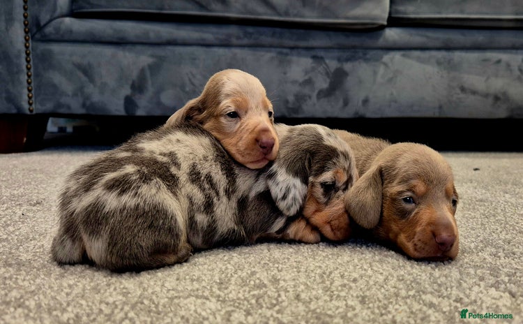 Miniature Dachshund dogs - Advert 10