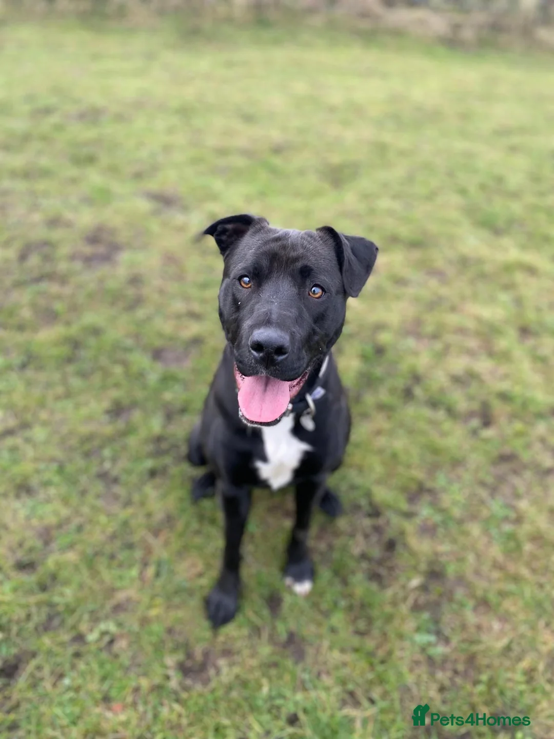 Mixed Breed dogs for sale: Lovely girl in West Yorkshire needs new home - Advert 5