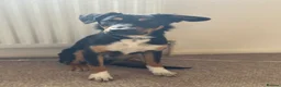 Sprollie dogs for sale: Springer x Collie looking for new home. in Northampton - Advert 11