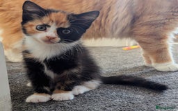 Domestic Shorthair cats for sale: 2 adorable kittens looking for loving home - Image 6