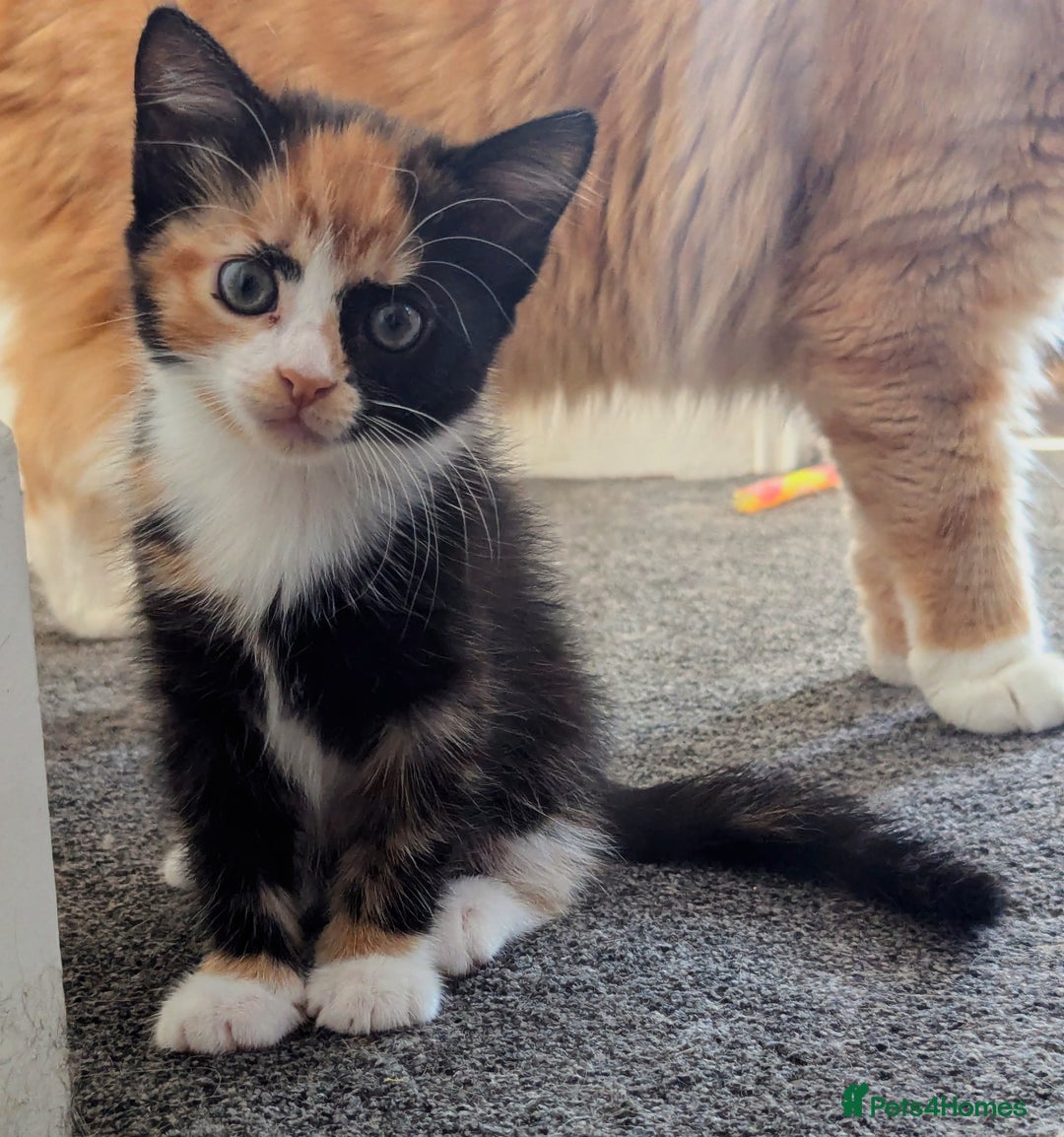 Domestic Shorthair cats for sale: 2 adorable kittens looking for loving home - Image 6