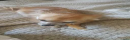 Chihuahua dogs for sale: Peanut and Lil Bear  - Advert 25