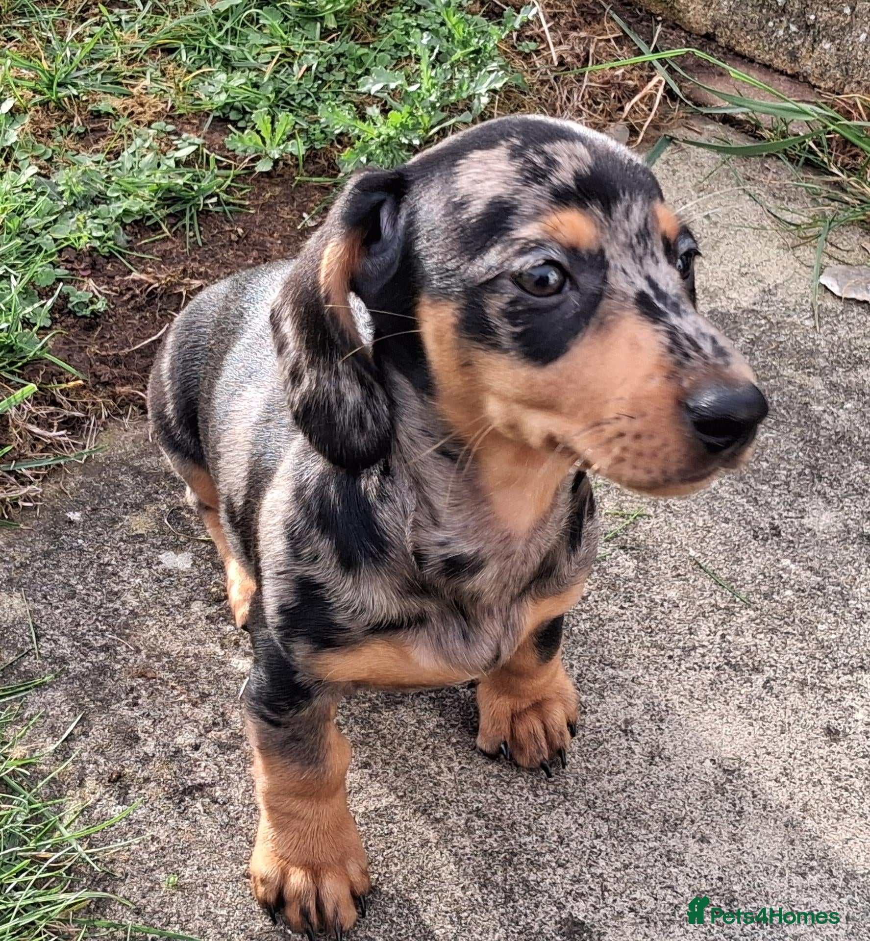 Miniature Dachshund dogs for sale: Dapple dachshund pups *5 left*  - Advert 1