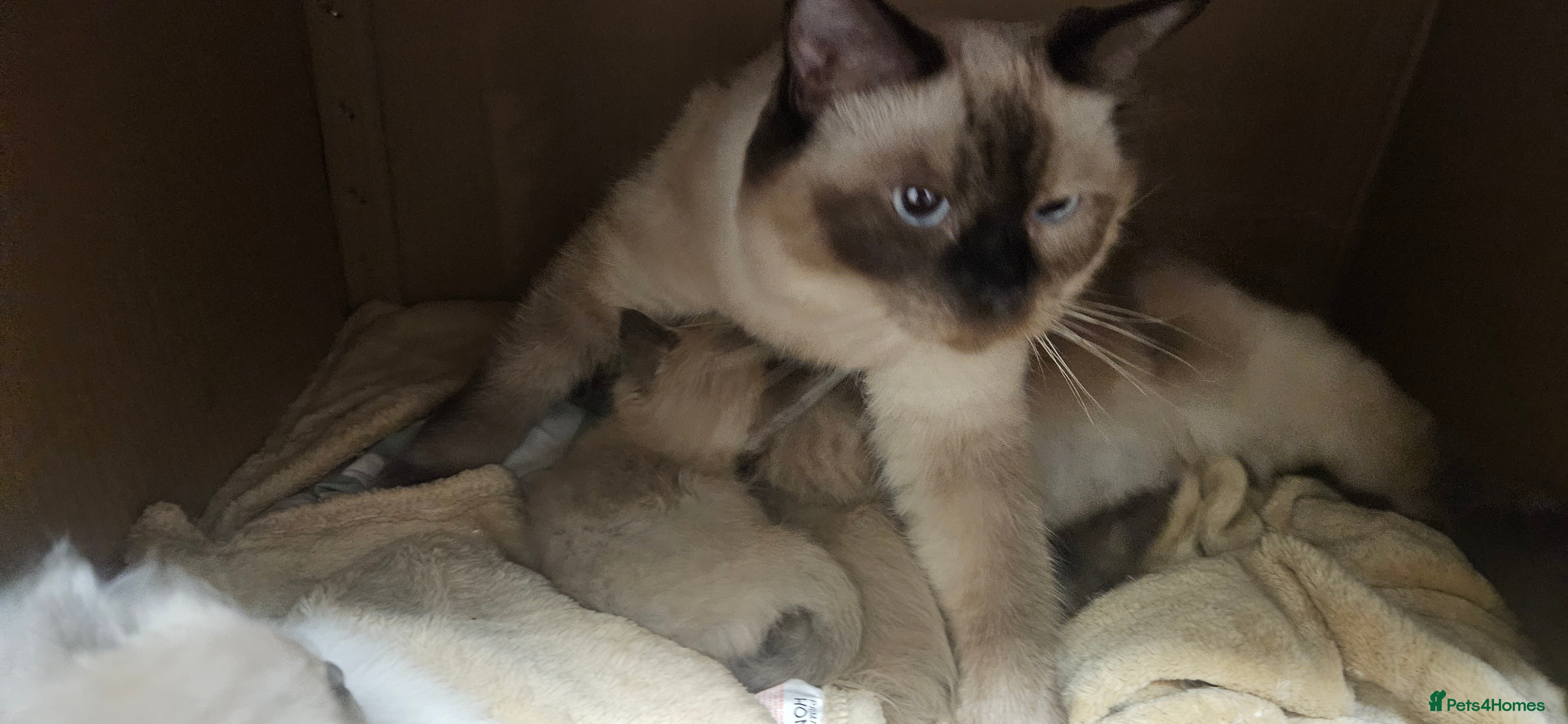 Ragdoll cats for sale: Seal Mink, Sealpoint and Mink Ragdoll kittens - Advert 2