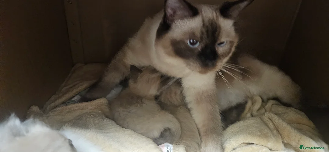 Ragdoll cats for sale: Seal Mink, Sealpoint and Mink Ragdoll kittens - Advert 2