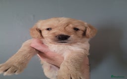 Labradoodle dogs for sale: Gorgeous mini labradoodles  - Image 8