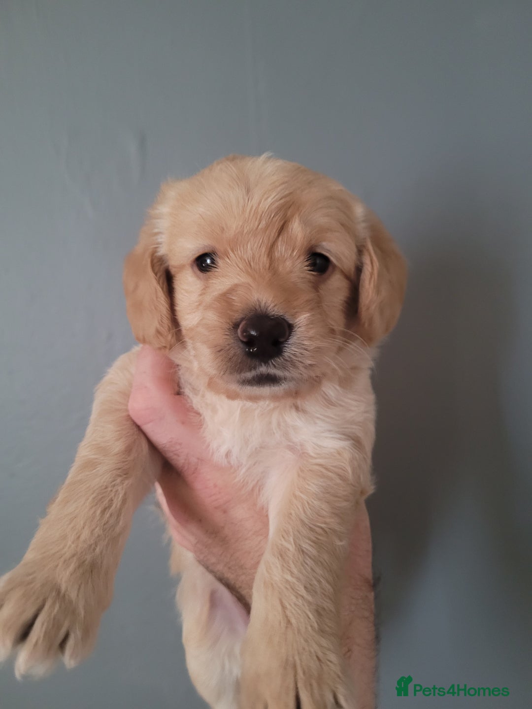 Labradoodle dogs for sale: Gorgeous mini labradoodles  - Image 8