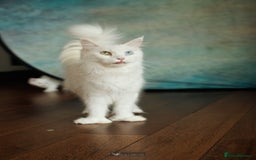 Maine Coon cats for sale: White Polydactyl boy / Russian import parents - Advert 7