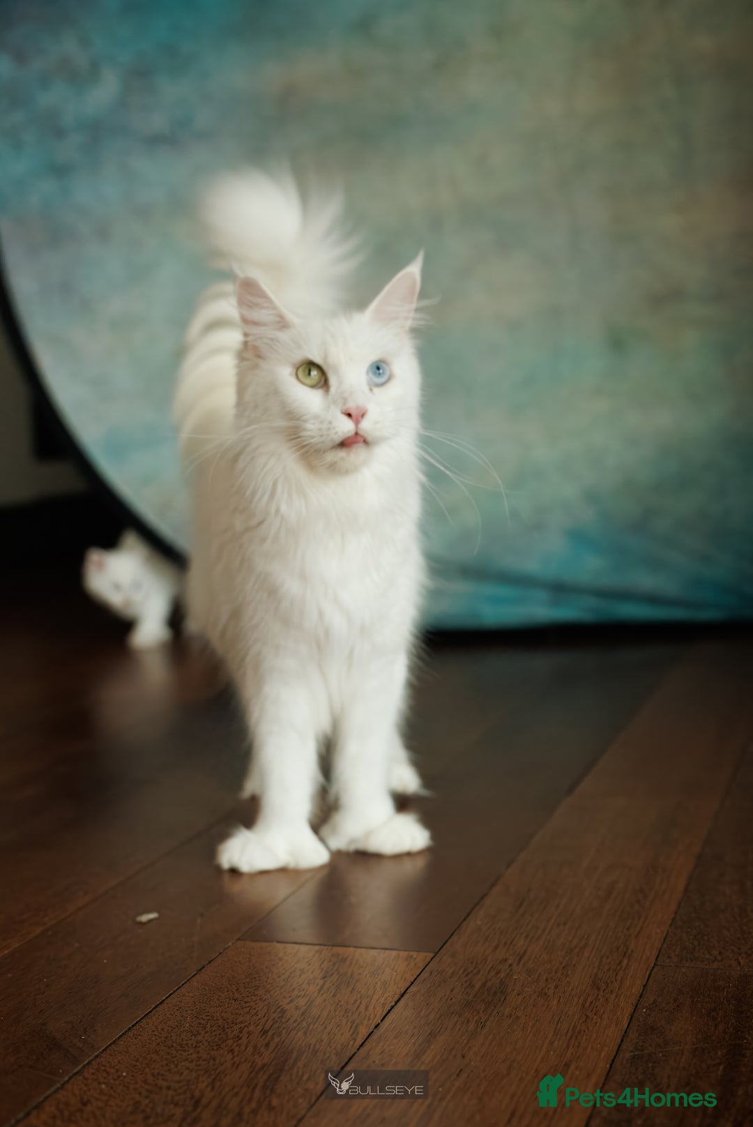 Maine Coon cats for sale: White Polydactyl boy / Russian import parents - Advert 7