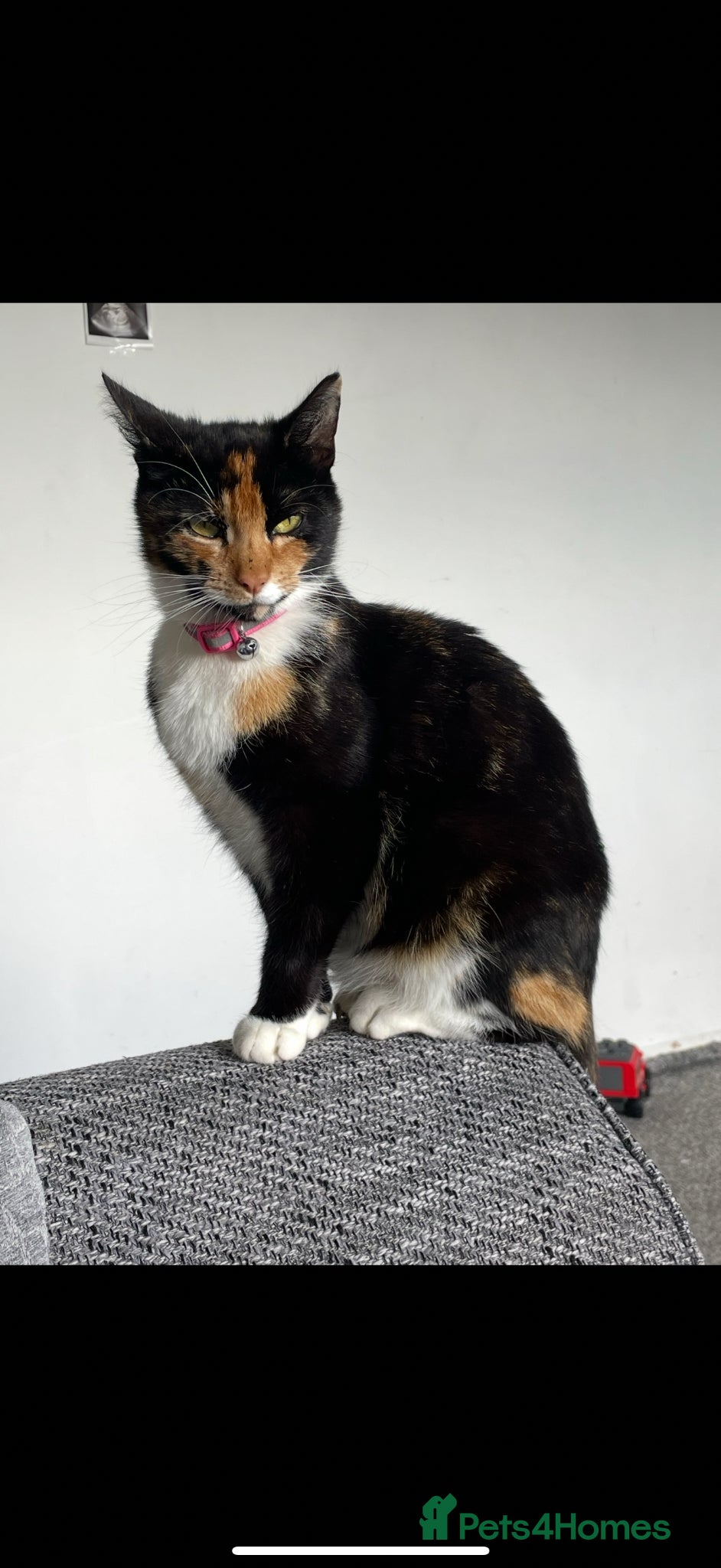 Domestic Shorthair cats 2/3 male kittens, Calico Mother. - Advert 2