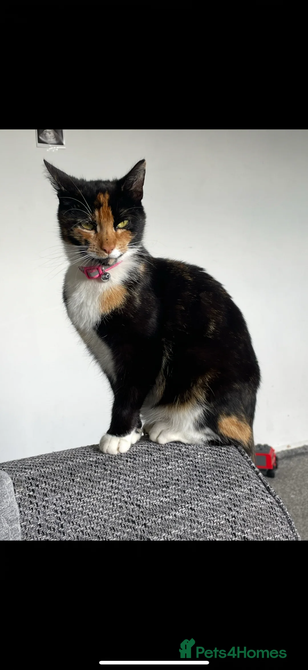 Domestic Shorthair cats for sale: 2/3 male kittens, Calico Mother. in Bedworth - Advert 1