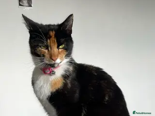 Domestic Shorthair cats 2/3 male kittens, Calico Mother. - Advert 2