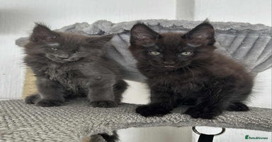 Maine Coon cats - Advert 1