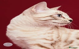 Bengal cats for sale: 💙Stunning Silver Mink Bengal TICA registered  - Image 38