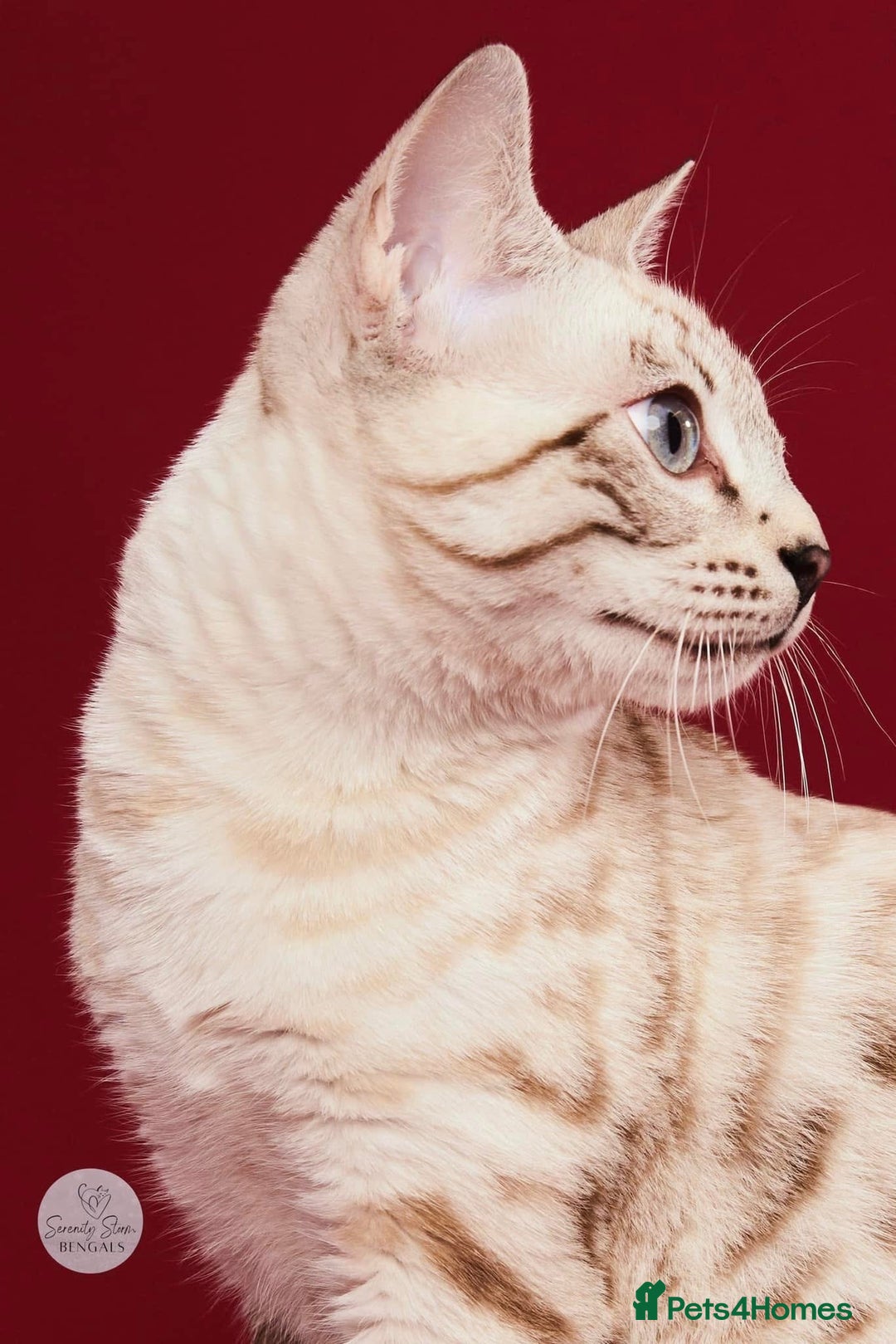 Bengal cats for sale: 💙Stunning Silver Mink Bengal TICA registered  - Image 38