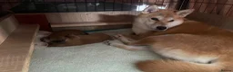 Japanese Shiba Inu dogs for sale: KC registered Japanese Shiba Inu puppies - Advert 12
