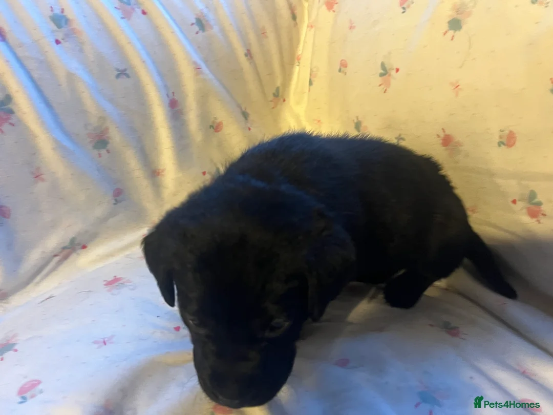 Labrador Retriever dogs for sale: KC Registered Labrador Puppies - Advert 13