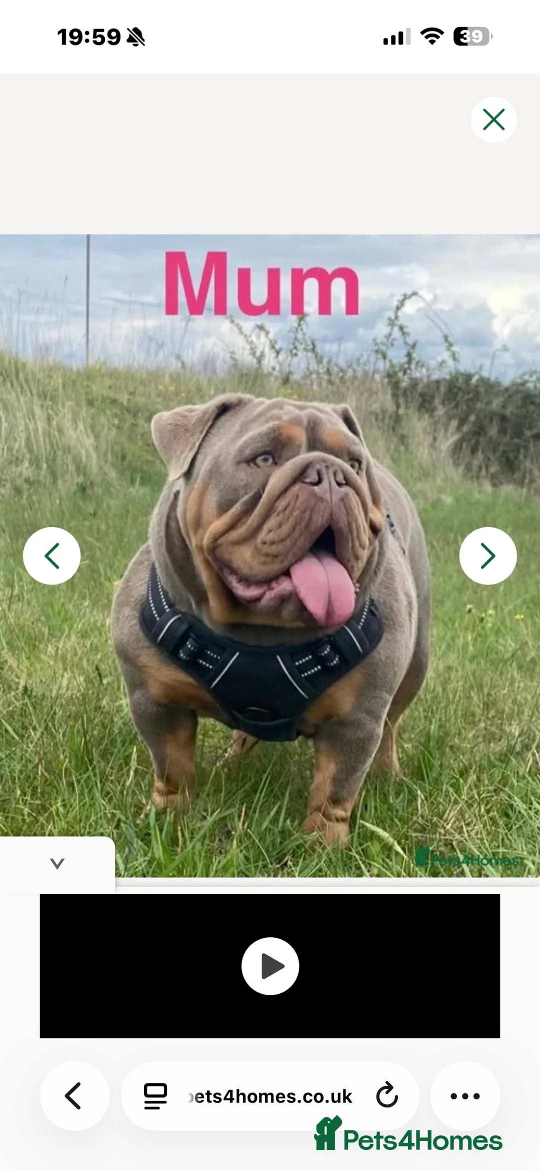English Bulldog dogs for sale: Blue English bulldog  in Bristol - Advert 2