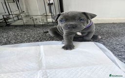 Mixed Breed dogs for sale: Staffy cross pups for sale  - Image 2