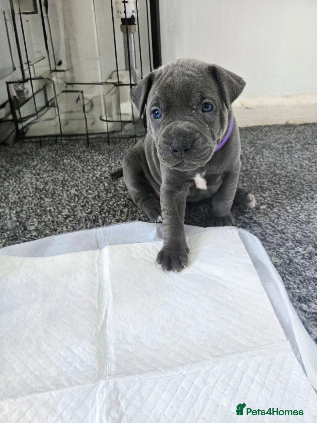 Mixed Breed dogs for sale: Staffy cross pups for sale  - Image 2