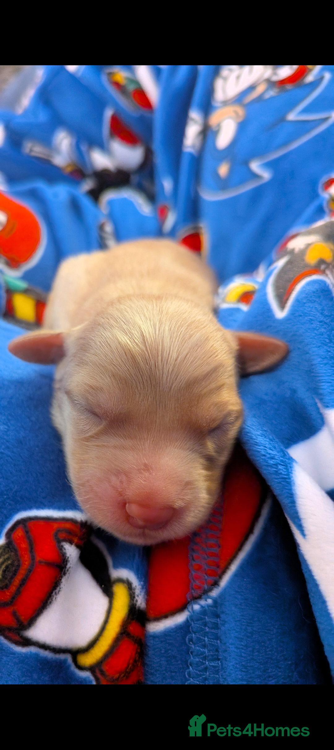 Goldador dogs for sale: Goldador puppies - all reserved  - Advert 15