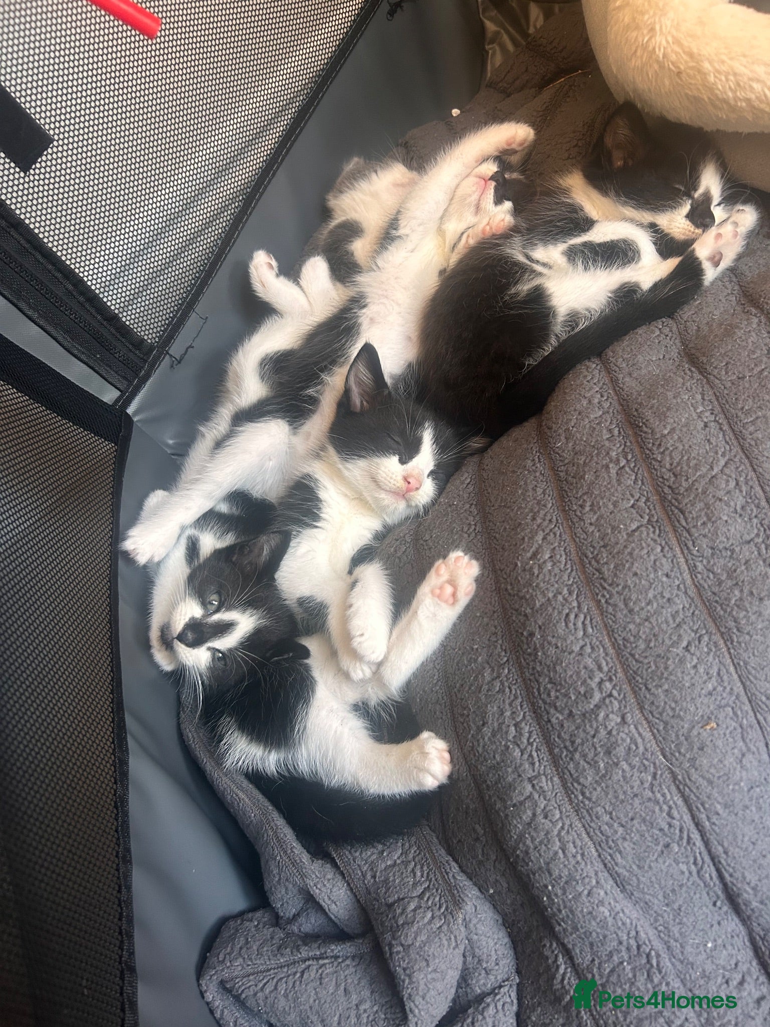Mixed Breed cats    🐾 Beautiful Black & White Kittens 🐾 - Advert 3