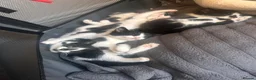 Mixed Breed cats for sale:    🐾 Beautiful Black & White Kittens 🐾 - Advert 1