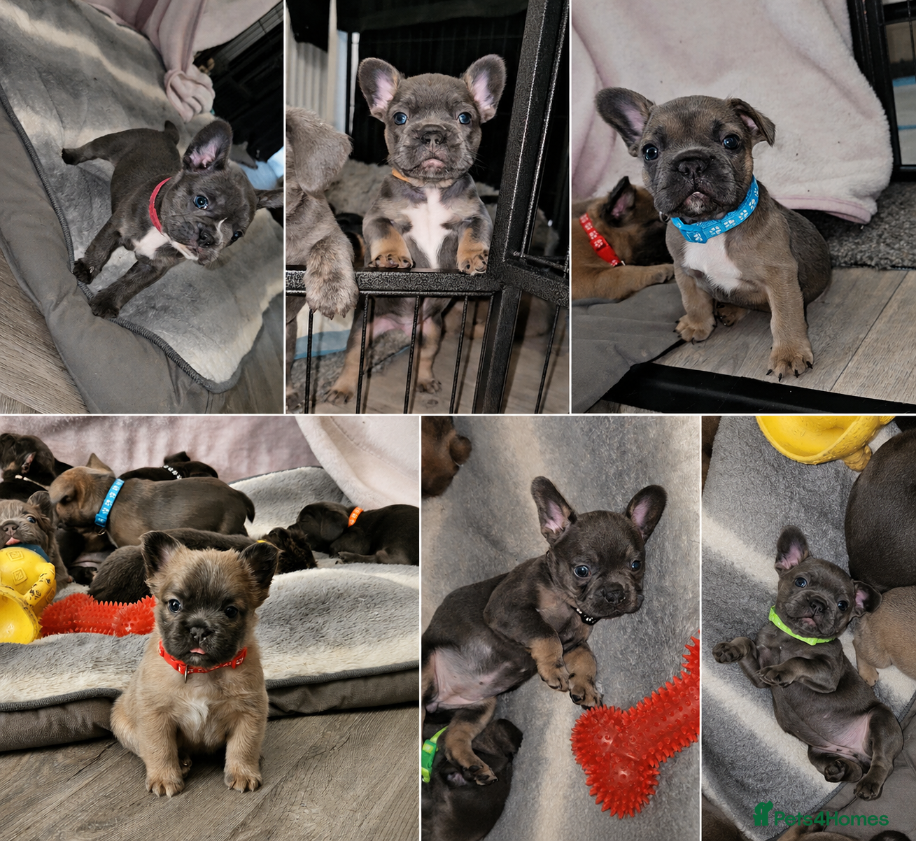 French Bulldog dogs for sale: NEW VIDEOS Gorgeous French Bull Dog Puppies - Advert 1