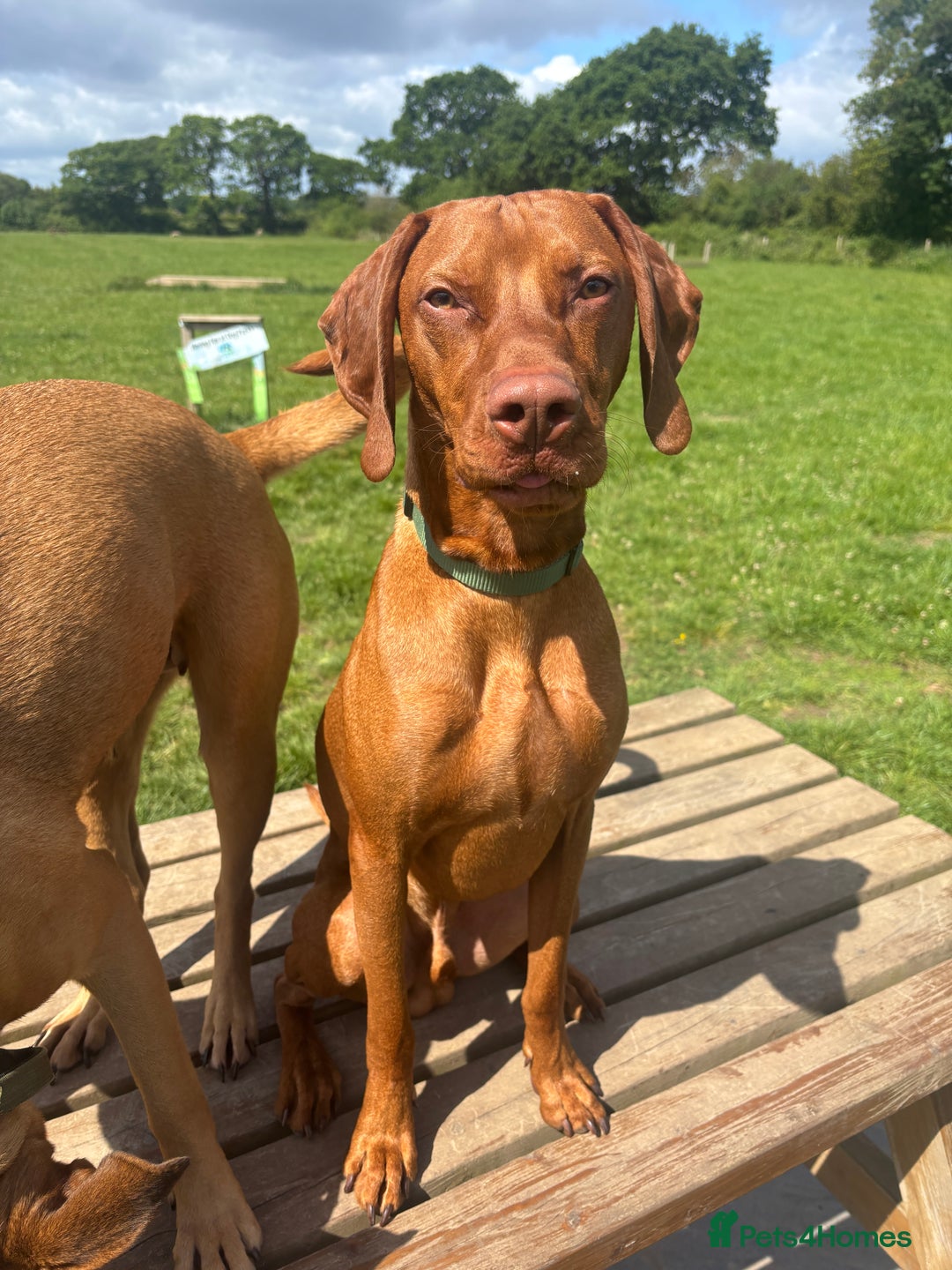 Hungarian Vizsla dogs for sale: Cooper  - Image 3