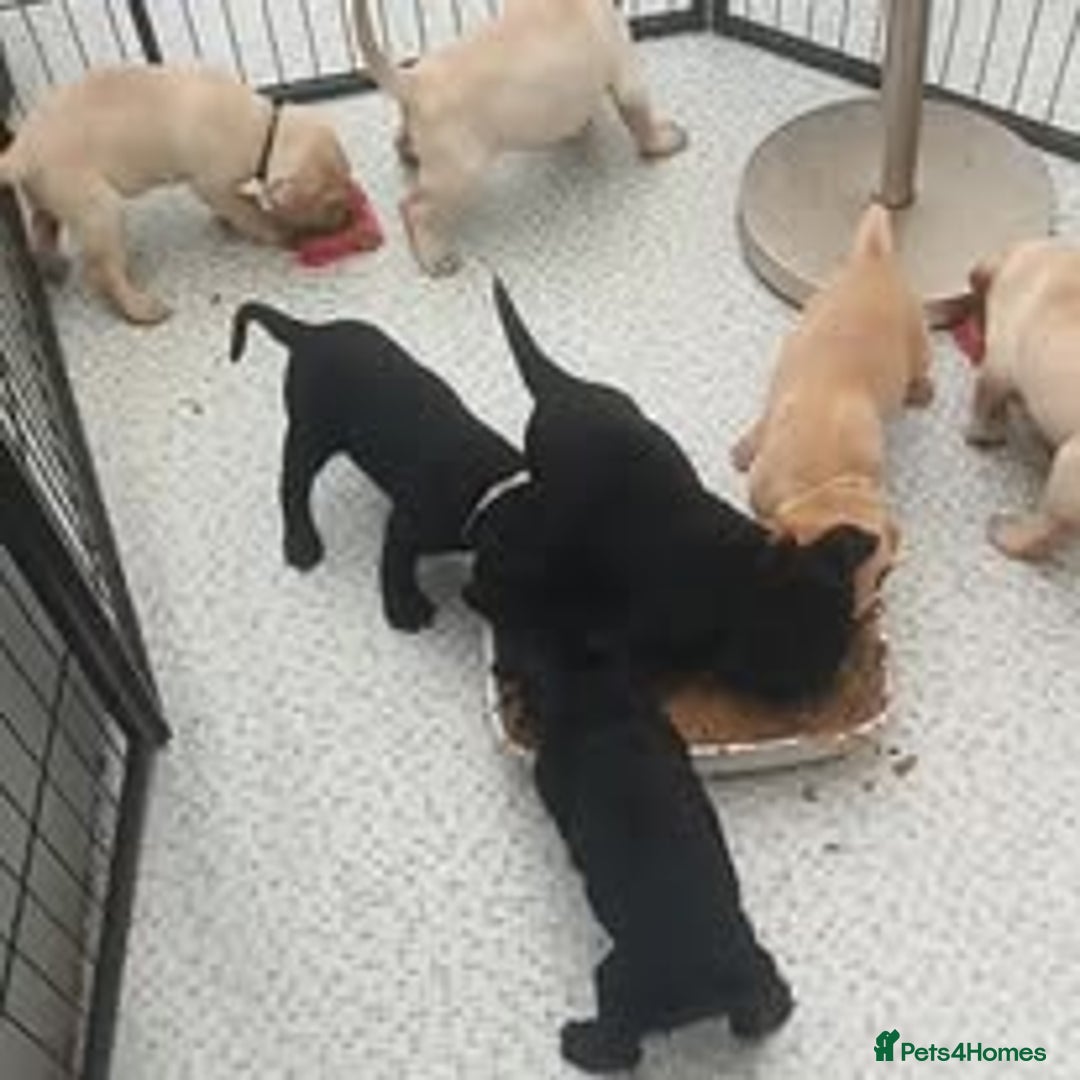 Labrador Retriever dogs for sale: Labrador Puppies for sale in London -KC registered - Image 23