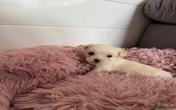 Bichon Frise dogs for sale: 🤍 3 female and 5 male - Image 7
