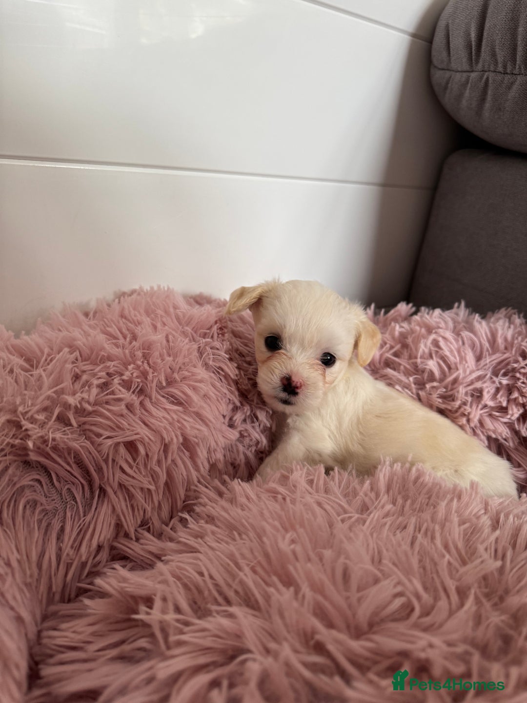 Bichon Frise dogs for sale: 🤍 3 female and 5 male - Image 7