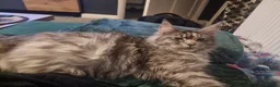 Maine Coon cats for sale: TICA REG. MAINE COON KITTENS  - Advert 5