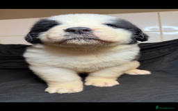 Saint Bernard dogs for sale: Saint Bernard puppies  - Image 6