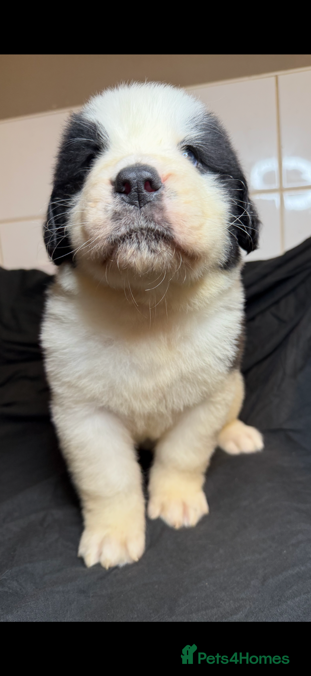 Saint Bernard dogs for sale: Saint Bernard puppies  - Image 6