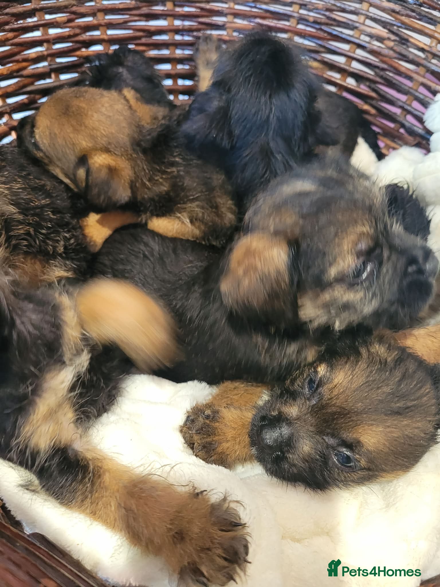 Border Terrier dogs Cracking litter of 8 boarder terrier  - Advert 2