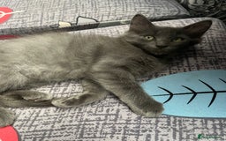 Ragdoll cats for sale: Kittens for sale  - Image 8
