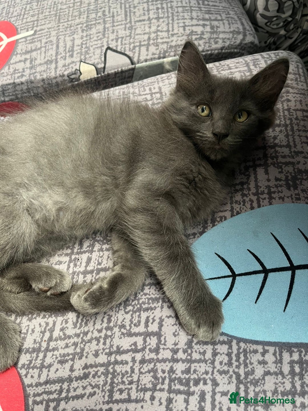 Ragdoll cats for sale: Kittens for sale  - Image 8